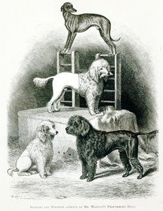 Poedels en Whippet - Groep van de Optredende Honden van de Heer Walton
